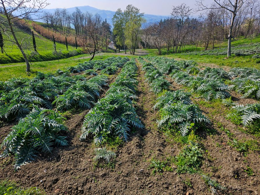 Filari di carciofi sulla collina de La Galeazza