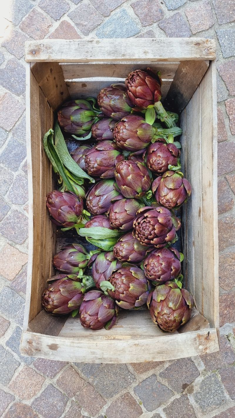 Cassetta di legno con i Carciofi Violetto di San Luca appena raccolti