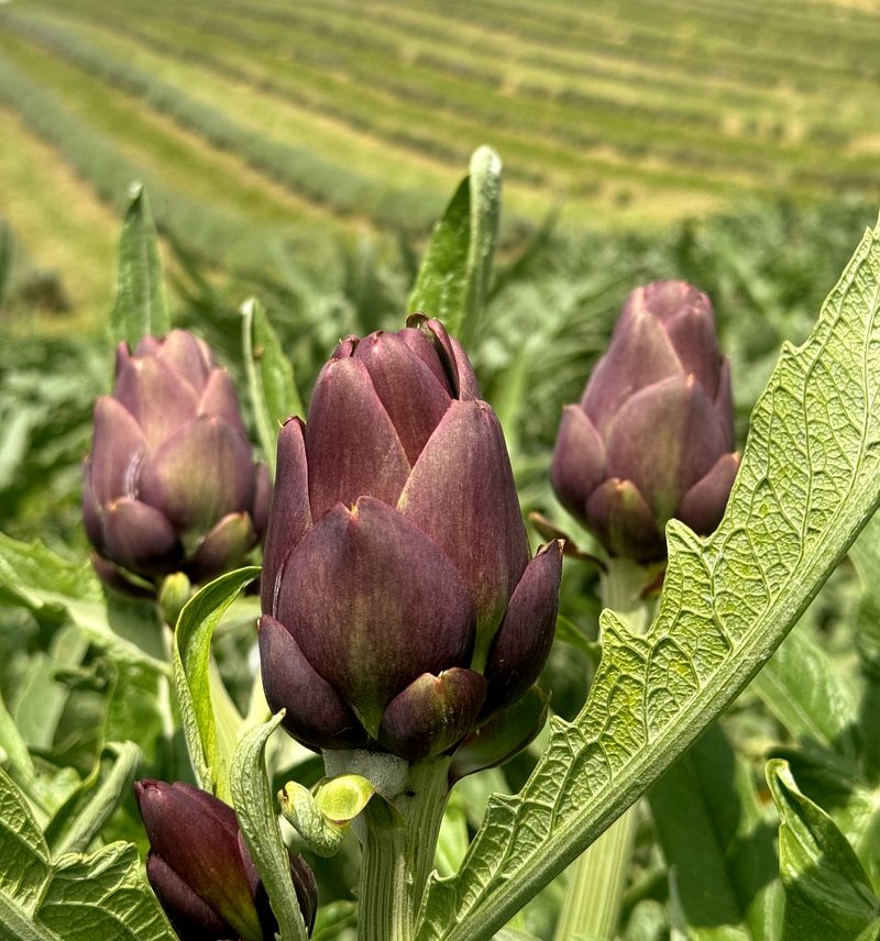 Boccioli di Carciofo Violetto di San Luca sulla pianta, nel campo de La Galeazza sui colli bolognesi