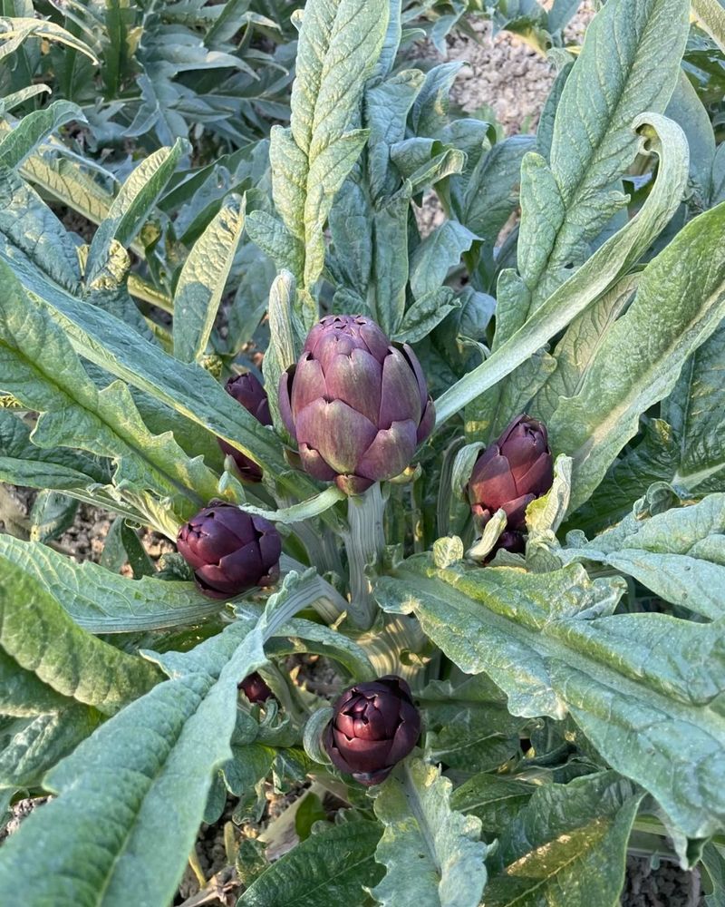 Pianta di Carciofo Violetto di San Luca con i boccioli viola, nel campo de La Galeazza sui colli bolognesi