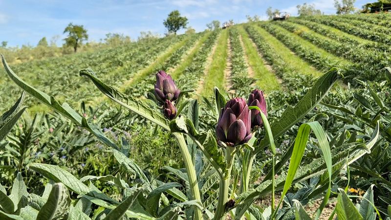 Carciofi Violetto di San Luca in campo