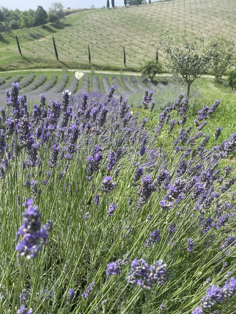 Lavanda in fiore con api e farfalle, davanti ai filari e all'uliveto de La Galeazza sui colli bolognesi