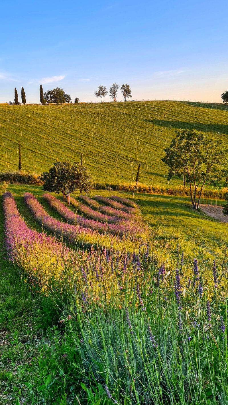 Filari di lavanda in fioritura sulla collina de La Galeazza, colli bolognesi