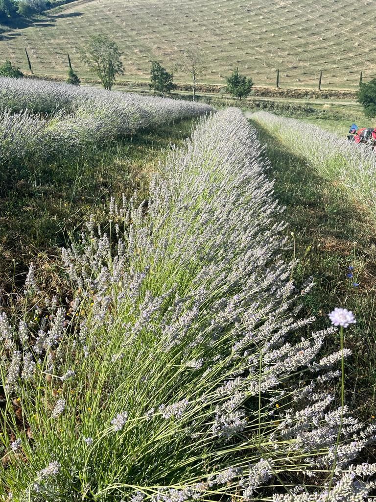 Filari di lavanda pronti per la raccolta