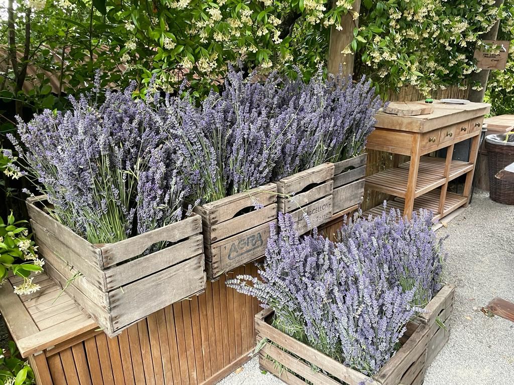 Mazzi di lavanda appena raccolta in cassette di legno