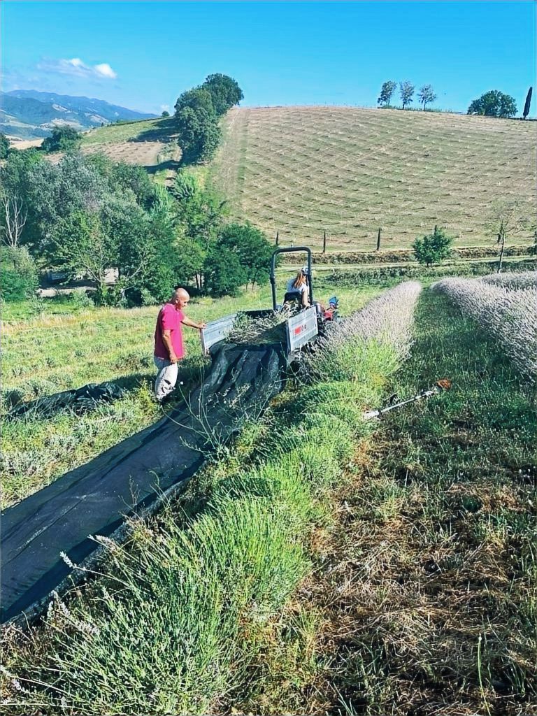 Raccolta della lavanda tra i filari de La Galeazza