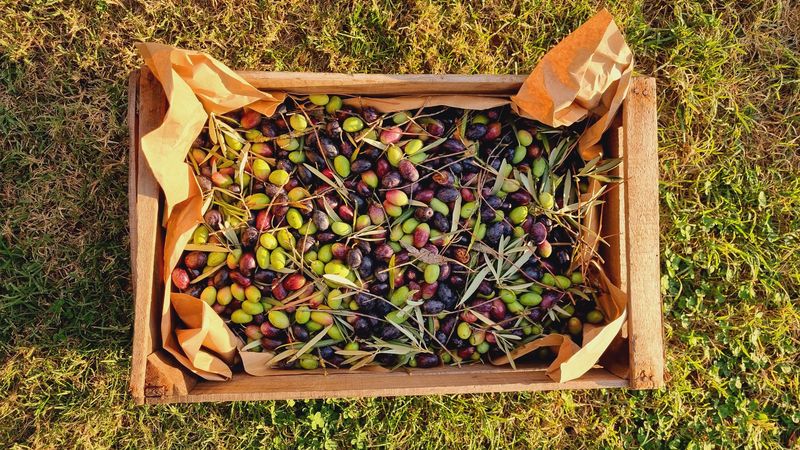 Cassetta di olive biologiche appena raccolte per l'olio extravergine de La Galeazza