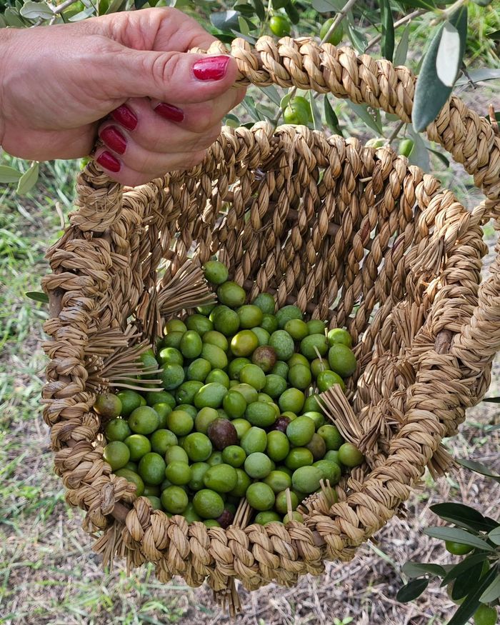 Cesto di olive verdi raccolte a mano
