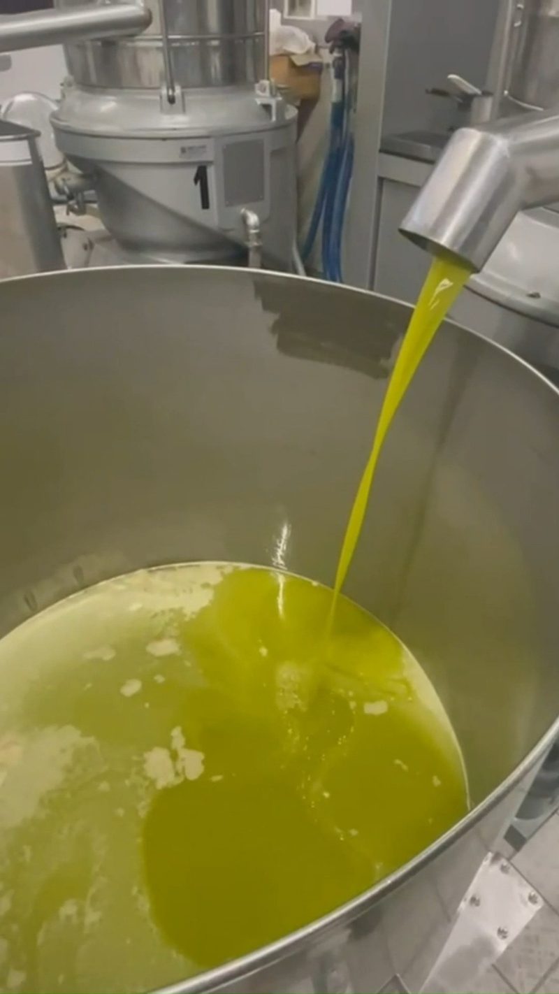 Olio extravergine di oliva appena estratto a freddo che scende nella vasca d'acciaio del frantoio