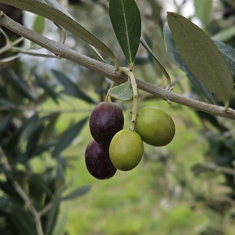 Olive verdi e nere sul ramo nell'oliveto biologico de La Galeazza, colli bolognesi