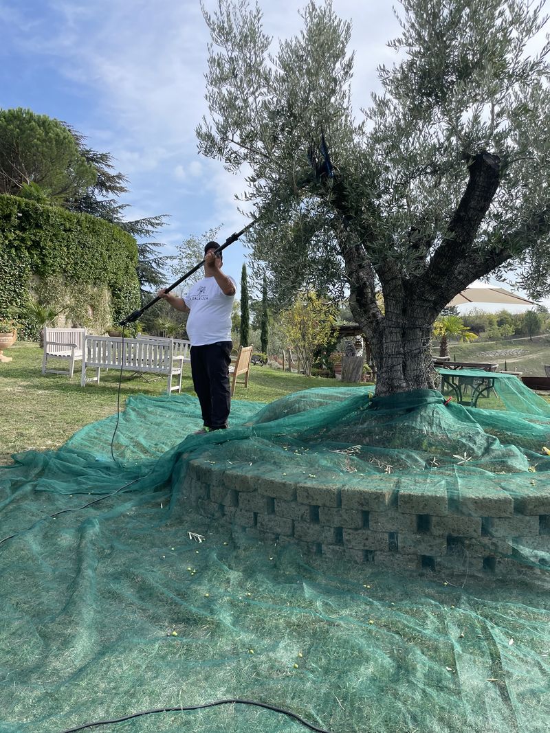 Raccolta delle olive sotto un olivo secolare de La Galeazza, sui colli bolognesi
