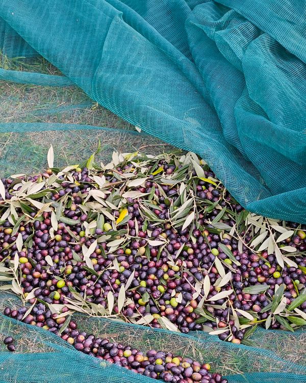 Olive biologiche raccolte a mano sulle reti tra gli olivi