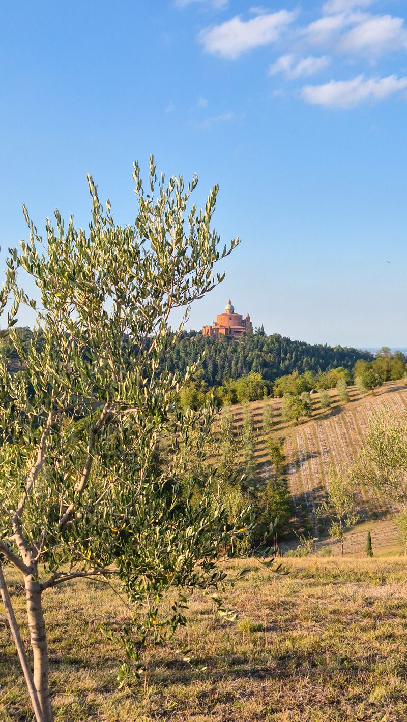Giovane olivo nell'oliveto biologico de La Galeazza, con il Santuario di San Luca sui colli bolognesi